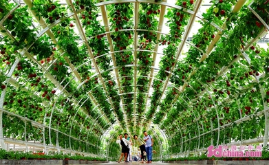 新增夜游项目 第二十四届中国(寿光)国际蔬菜科技博览会4月20日开幕